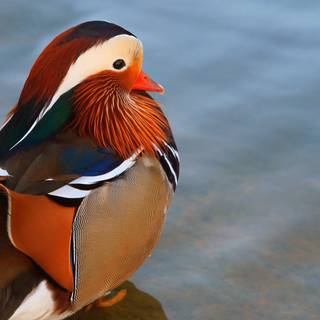 Cool ducks wallpaper