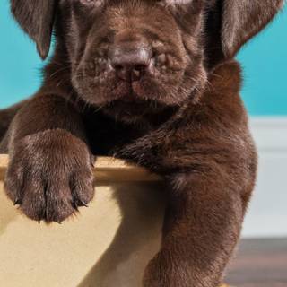 Brown Labs wallpaper