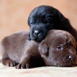 Brown Labs wallpaper