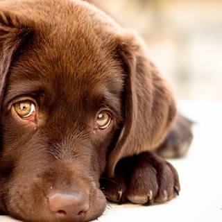 Brown Labs wallpaper