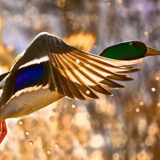 Cool ducks wallpaper