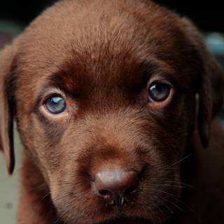 Brown Labs wallpaper