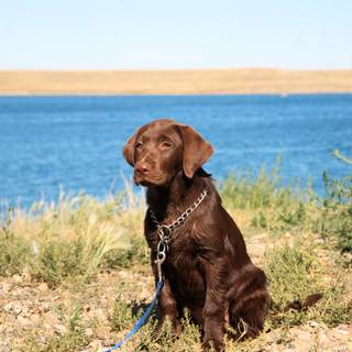 Brown Labs wallpaper