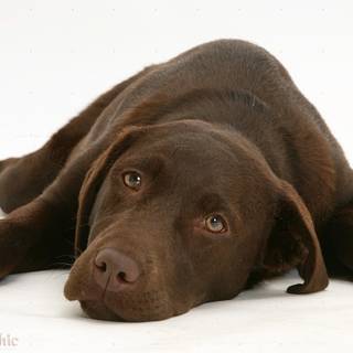 Brown Labs wallpaper