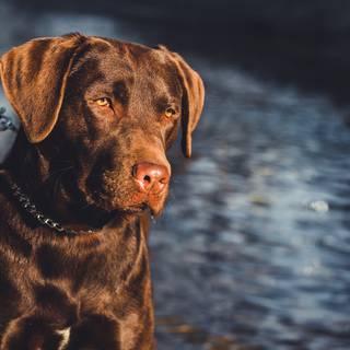 Brown Labs wallpaper