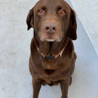 Brown Labs wallpaper