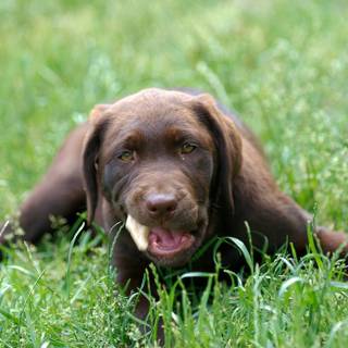 Brown Labs wallpaper