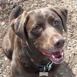 Brown Labs wallpaper