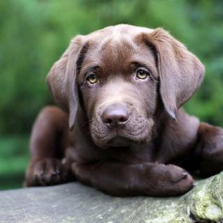 Brown Labs wallpaper