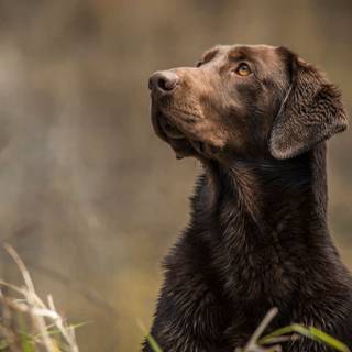 Brown Labs wallpaper