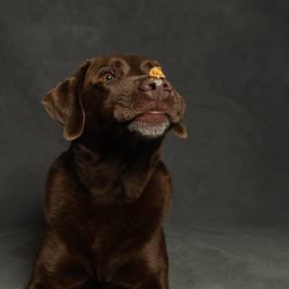 Brown Labs wallpaper