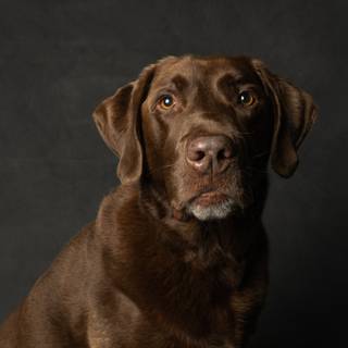 Brown Labs wallpaper