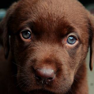 Brown Labs wallpaper