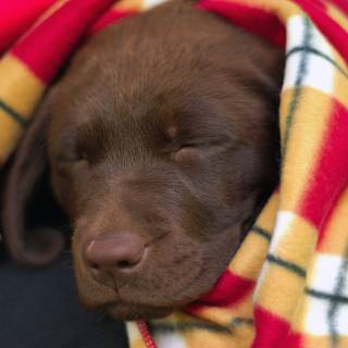 Brown Labs wallpaper