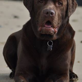 Brown Labs wallpaper