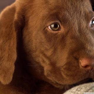 Brown Labs wallpaper