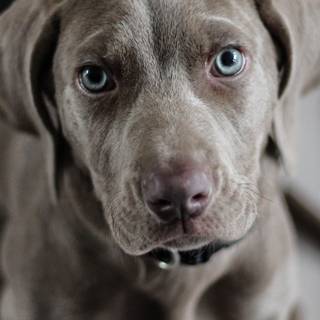 Brown Labs wallpaper