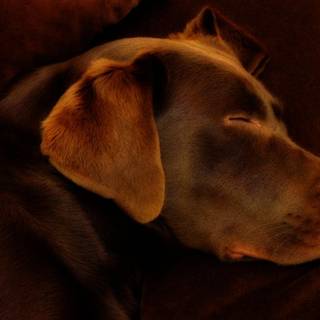 Brown Labs wallpaper