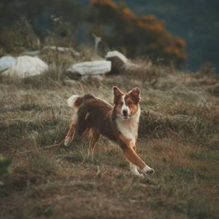 Running dog wallpaper