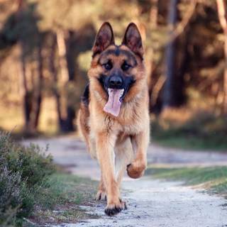 Running dog wallpaper
