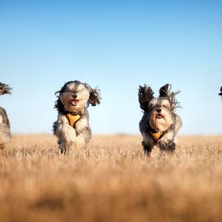 Running dog wallpaper