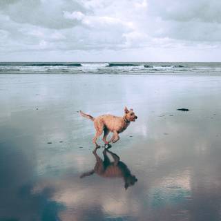 Running dog wallpaper