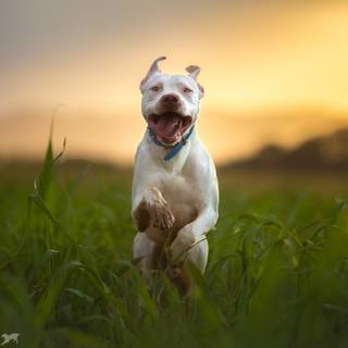 Running dog wallpaper