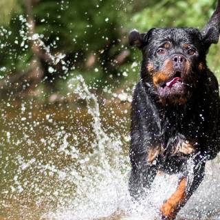 Running dog wallpaper