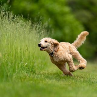 Running dog wallpaper