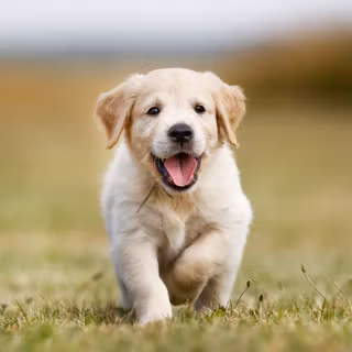 Running dog wallpaper