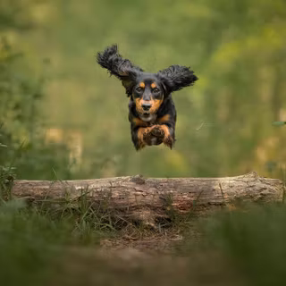 Running dog wallpaper