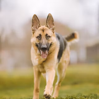 Running dog wallpaper