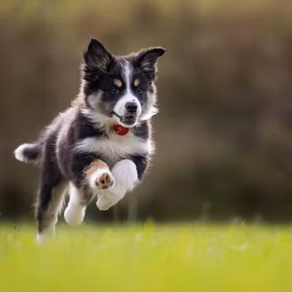 Running dog wallpaper