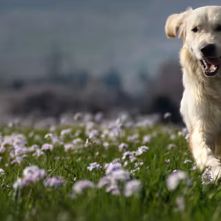 Running dog wallpaper