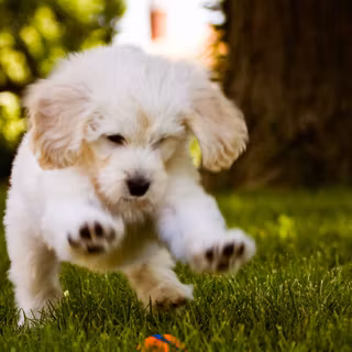 Running dog wallpaper