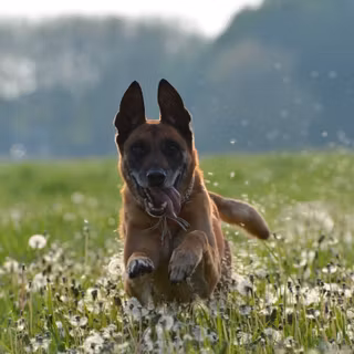 Running dog wallpaper