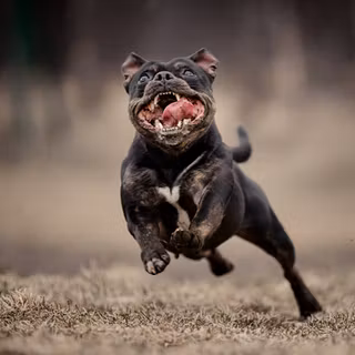 Running dog wallpaper
