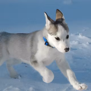 Running dog wallpaper