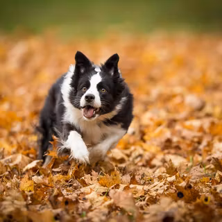 Running dog wallpaper