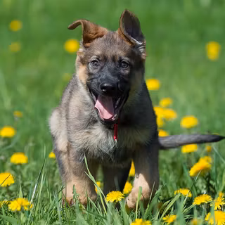 Running dog wallpaper