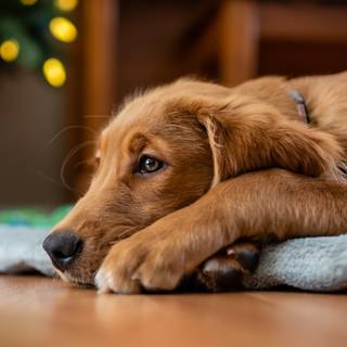 Dogs 4k HD wallpaper