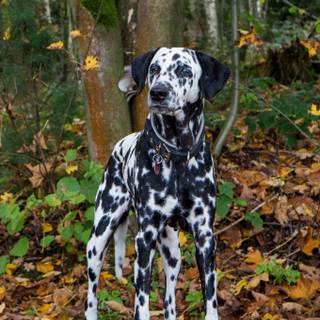Dalmatian dog wallpaper