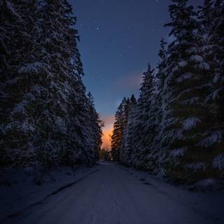 Forest winter night wallpaper
