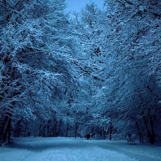 Forest winter night wallpaper