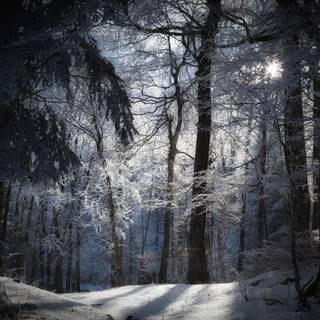 Forest winter night wallpaper
