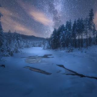 Forest winter night wallpaper