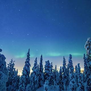 Forest winter night wallpaper