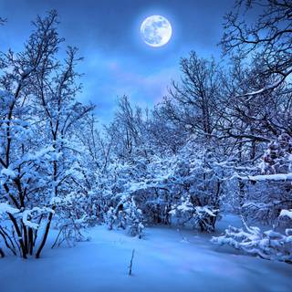 Forest winter night wallpaper