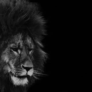 Dark lion 4k wallpaper