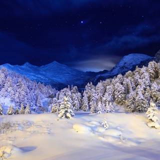 Forest winter night wallpaper